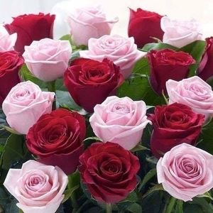 Meet your Posher, Daysi